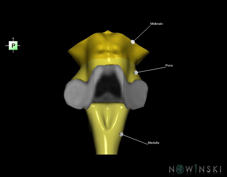 G1.T9.V3.C2.L1.Brainstem.tiff