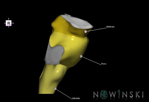 G1.T9.V4.C2.L1.Brainstem