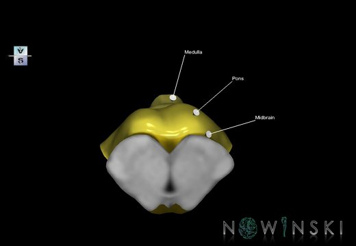 G1.T9.V5.C2.L1.Brainstem