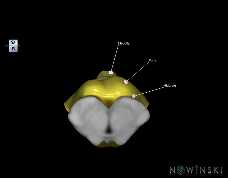 G1.T9.V5.C2.L1.Brainstem.tiff