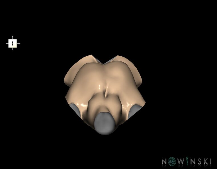 G1.T9.V6.C1.L0.Brainstem.tiff