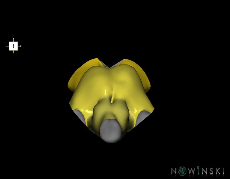 G1.T9.V6.C2.L0.Brainstem.tiff