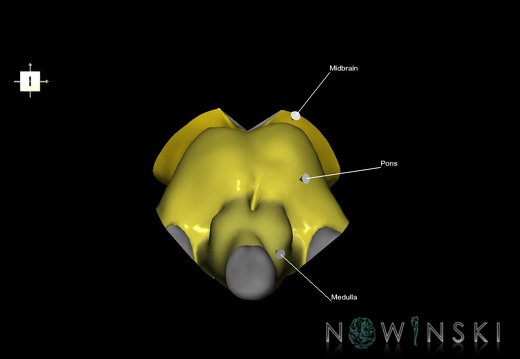 G1.T9.V6.C2.L1.Brainstem