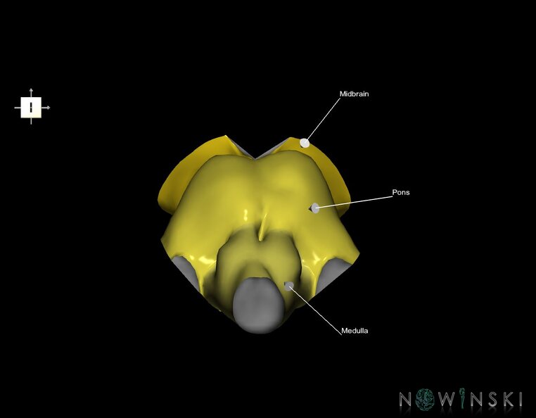 G1.T9.V6.C2.L1.Brainstem.tiff