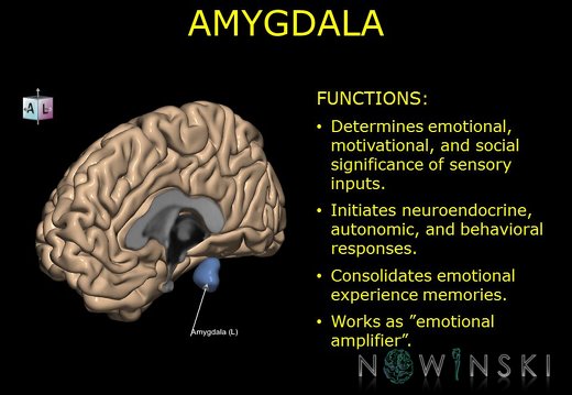G10.BrainFunction.Amygdala