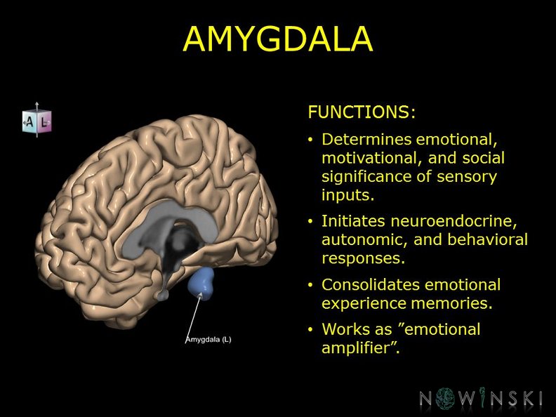 G10.BrainFunction.Amygdala.TIF