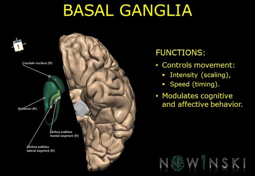 G10.BrainFunction.Basal ganglia