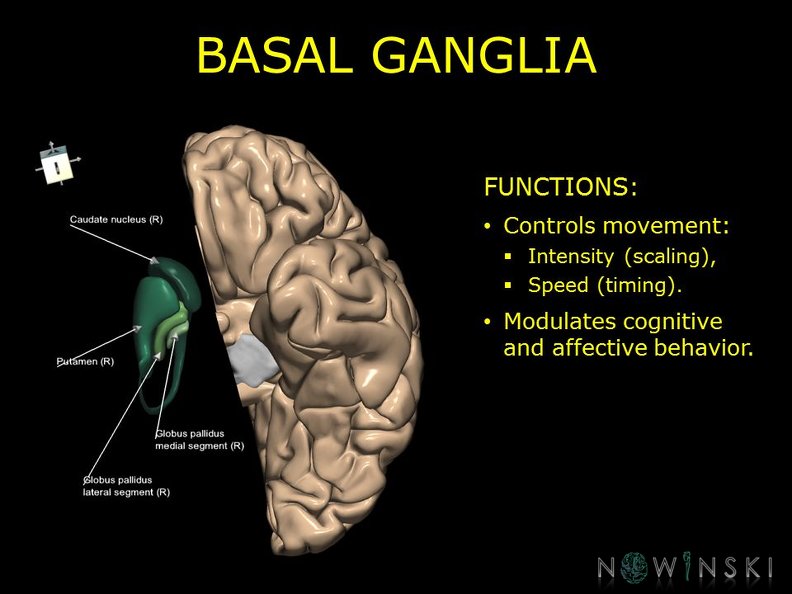 G10.BrainFunction.Basal_ganglia.TIF