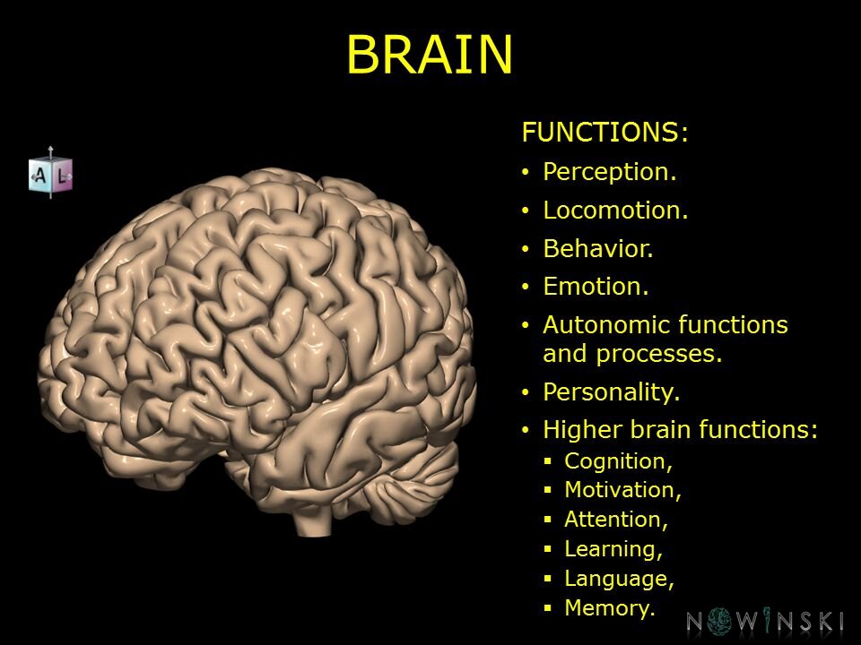G10.BrainFunction.Brain