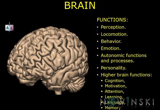 G10.BrainFunction.Brain