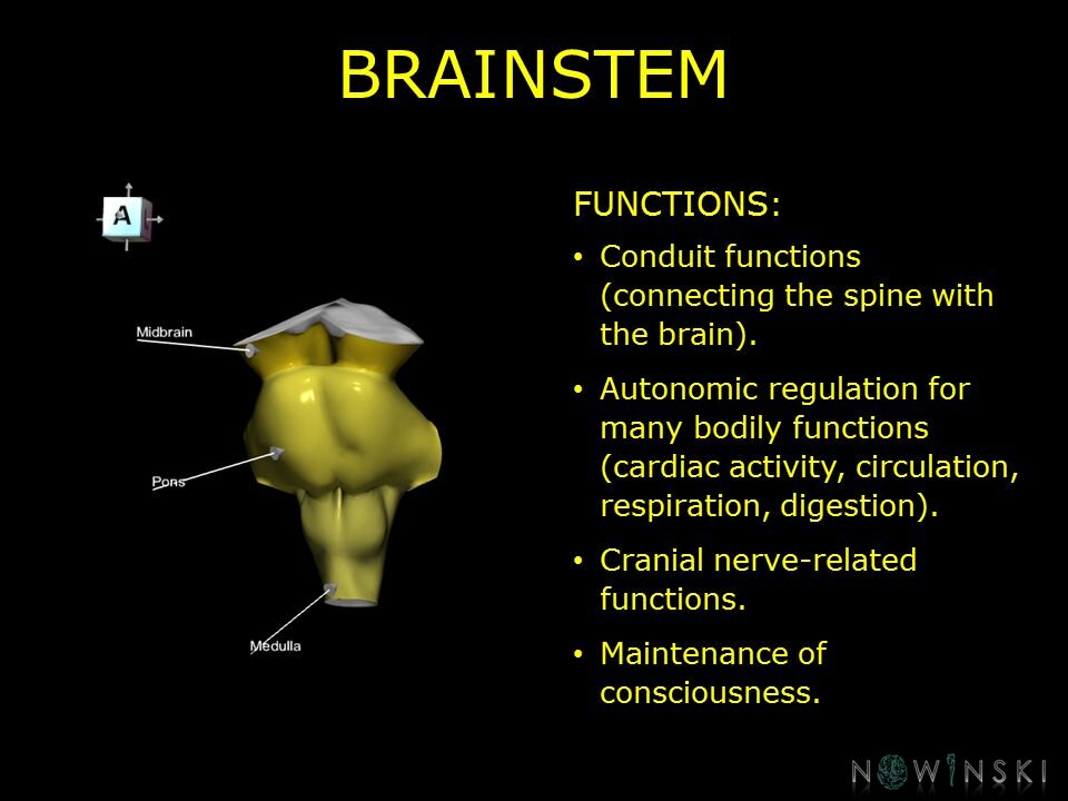 G10.BrainFunction.Brainstem