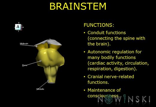 G10.BrainFunction.Brainstem