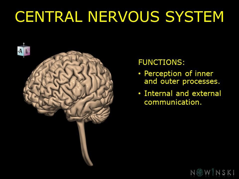 G10.BrainFunction.Central nervous system