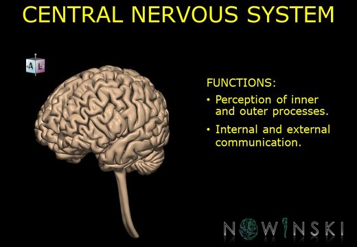 G10.BrainFunction.Central nervous system