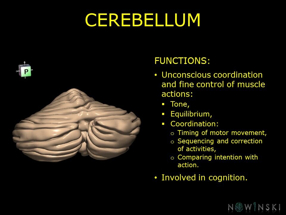 G10.BrainFunction.Cerebellum