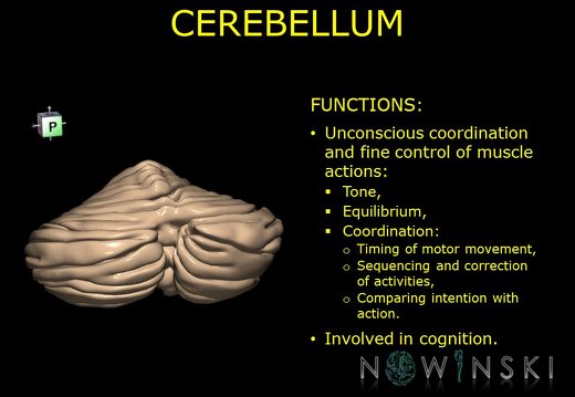 G10.BrainFunction.Cerebellum