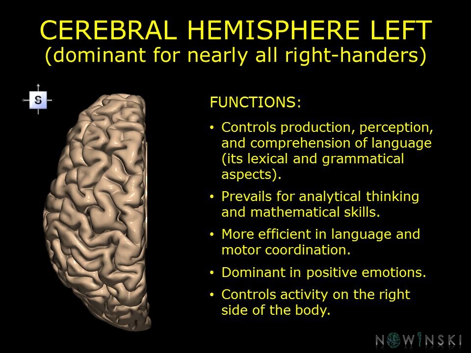 G10.BrainFunction.Cerebral hemisphere left