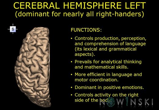 G10.BrainFunction.Cerebral hemisphere left