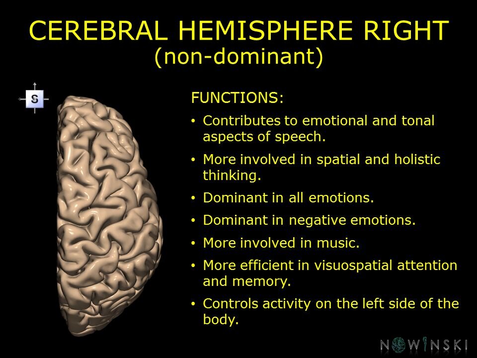 G10.BrainFunction.Cerebral hemisphere right