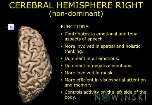 G10.BrainFunction.Cerebral hemisphere right