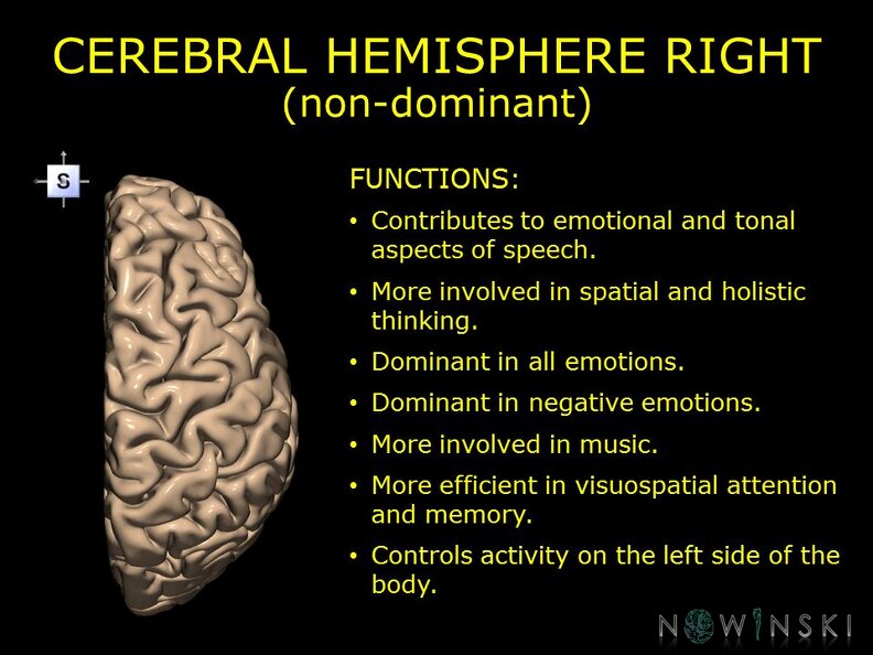 G10.BrainFunction.Cerebral_hemisphere_right.TIF