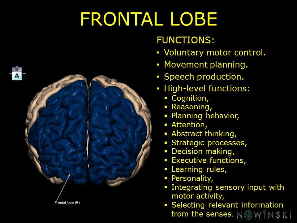 G10.BrainFunction.Frontal lobe
