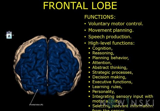 G10.BrainFunction.Frontal lobe