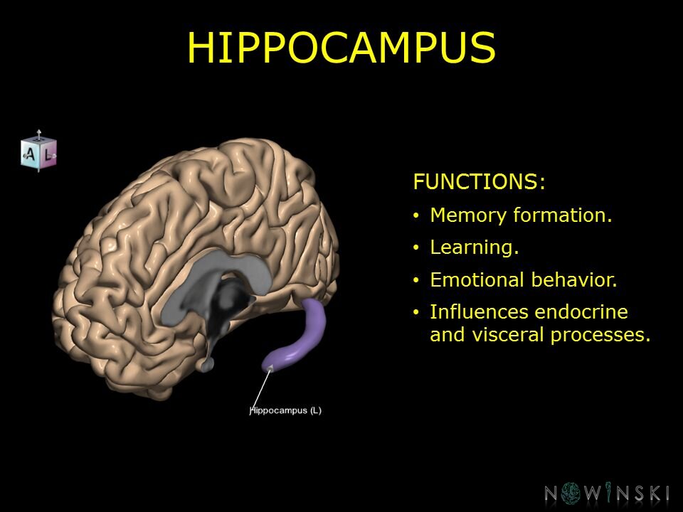 G10.BrainFunction.Hippocampus