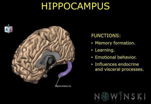 G10.BrainFunction.Hippocampus