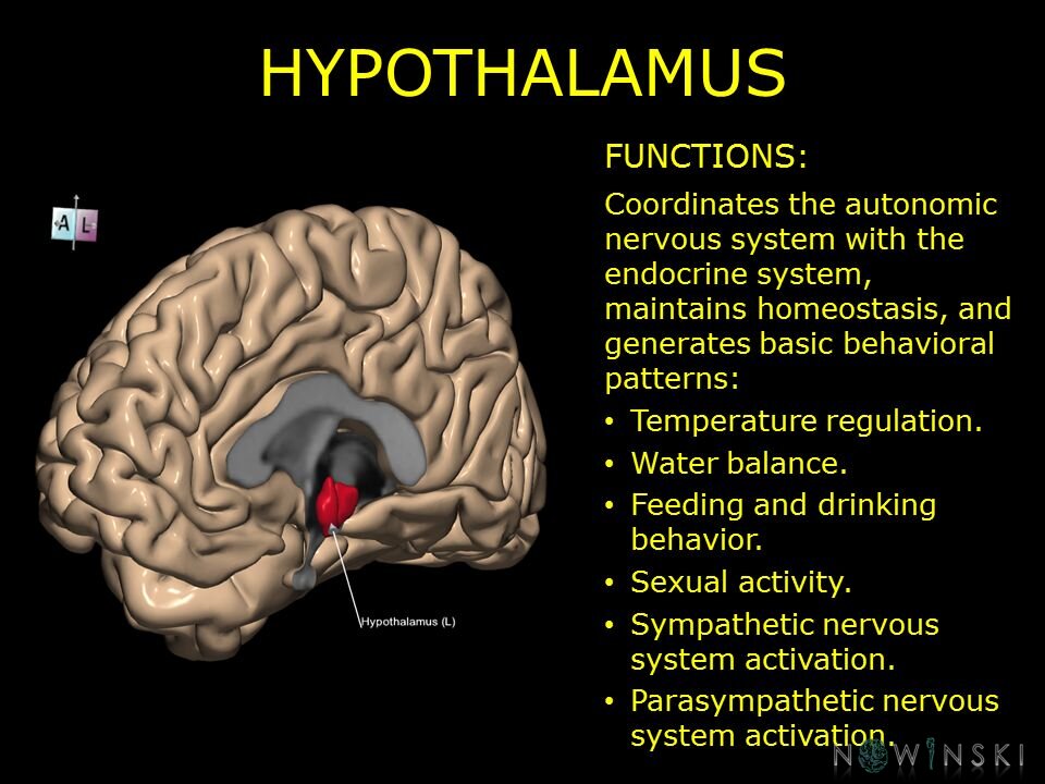 G10.BrainFunction.Hypothalamus