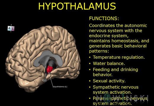 G10.BrainFunction.Hypothalamus