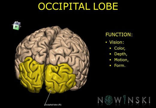 G10.BrainFunction.Occipital lobe