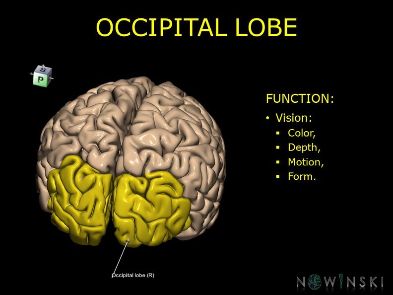 G10.BrainFunction.Occipital_lobe.TIF