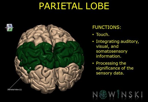 G10.BrainFunction.Parietal lobe