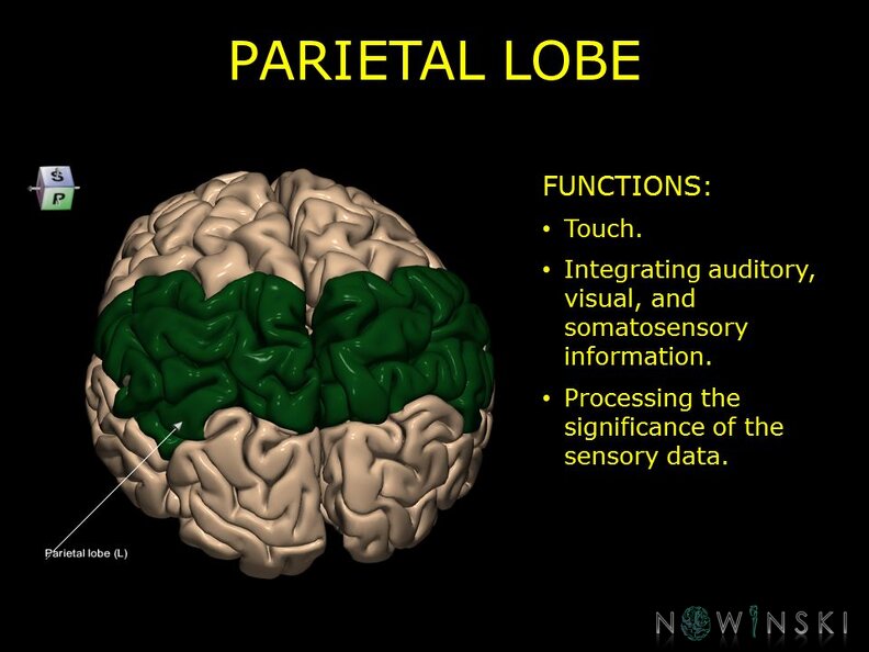 G10.BrainFunction.Parietal_lobe.TIF