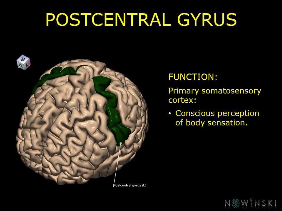 G10.BrainFunction.Postcentral gyrus