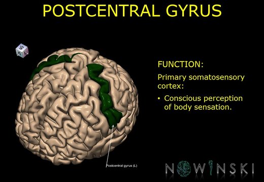 G10.BrainFunction.Postcentral gyrus