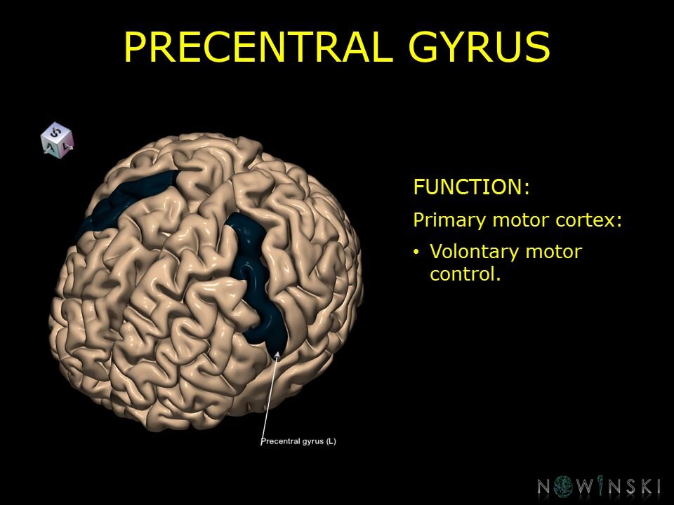 G10.BrainFunction.Precentral gyrus