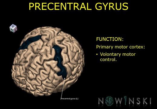 G10.BrainFunction.Precentral gyrus