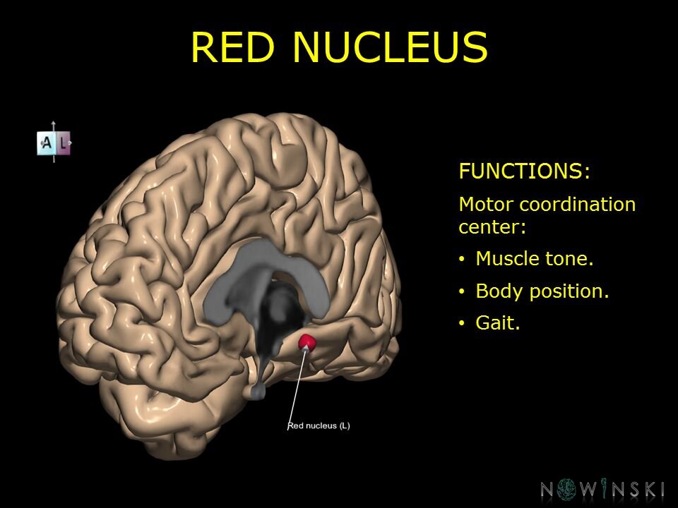 G10.BrainFunction.Red nucleus