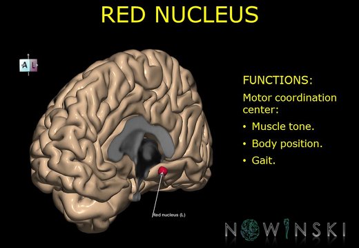 G10.BrainFunction.Red nucleus