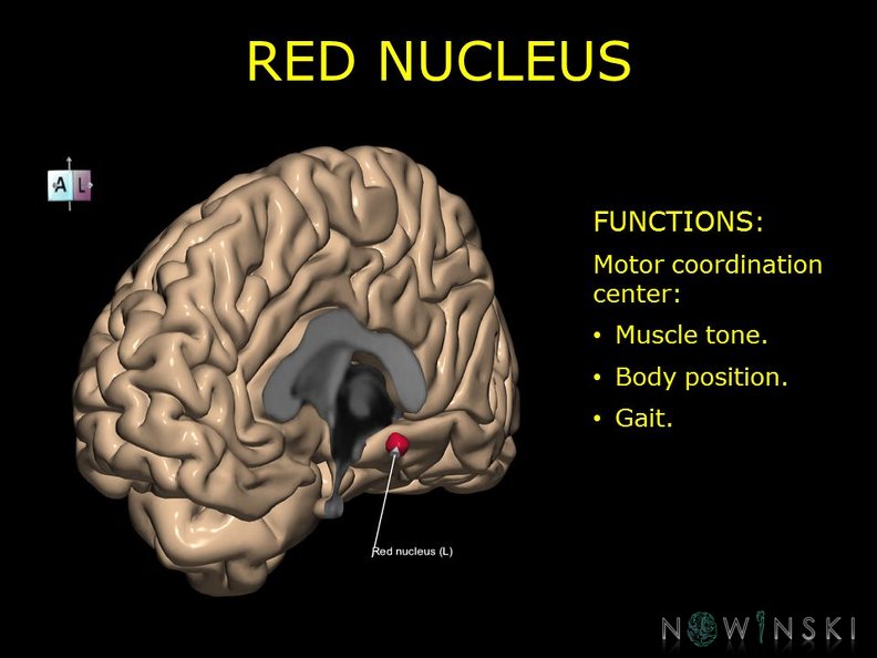 G10.BrainFunction.Red_nucleus.TIF