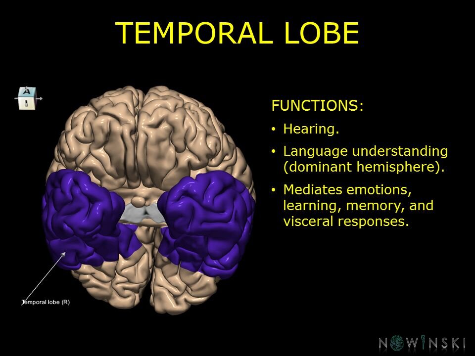 G10.BrainFunction.Temporal lobe