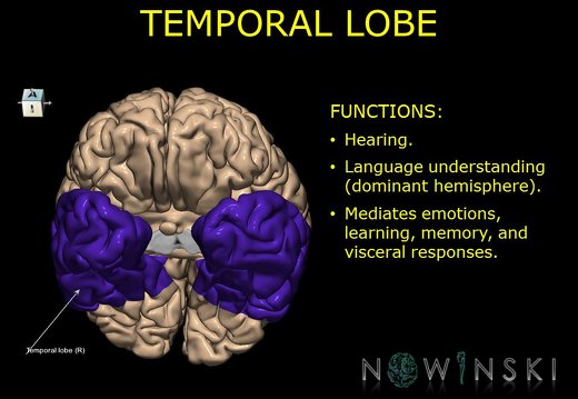 G10.BrainFunction.Temporal lobe