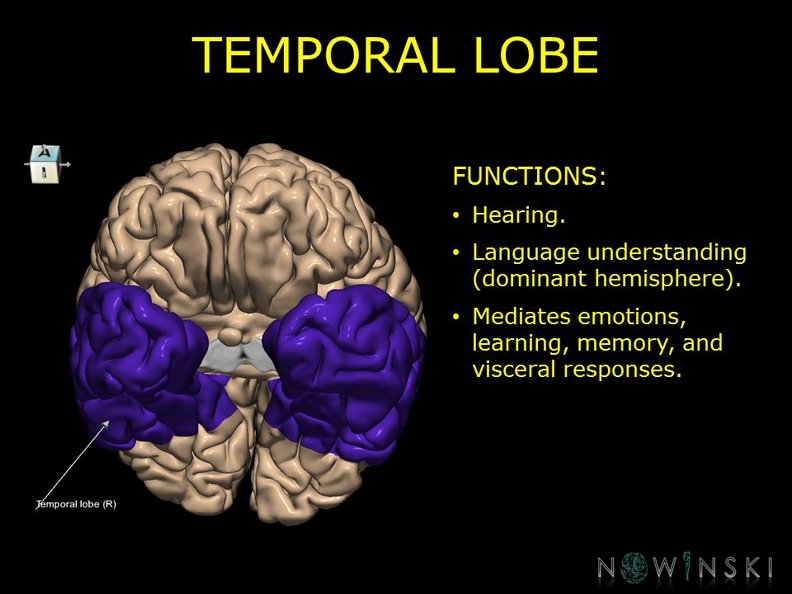 G10.BrainFunction.Temporal_lobe.TIF