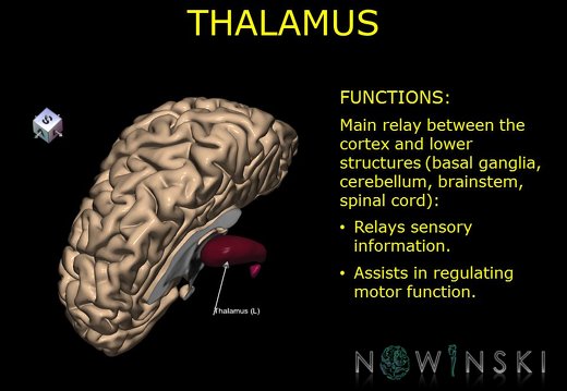 G10.BrainFunction.Thalamus