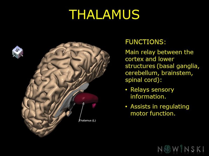 G10.BrainFunction.Thalamus.TIF