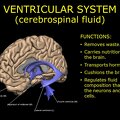 G10.BrainFunction.Ventricular system