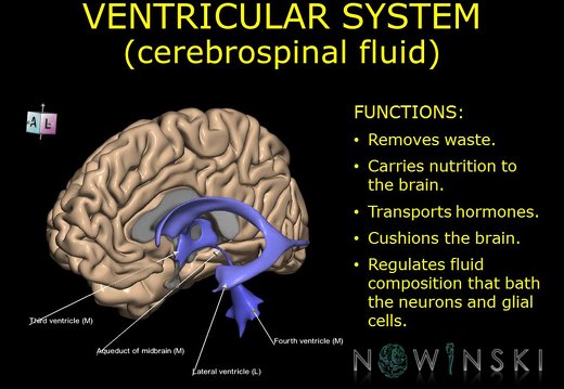 G10.BrainFunction.Ventricular system