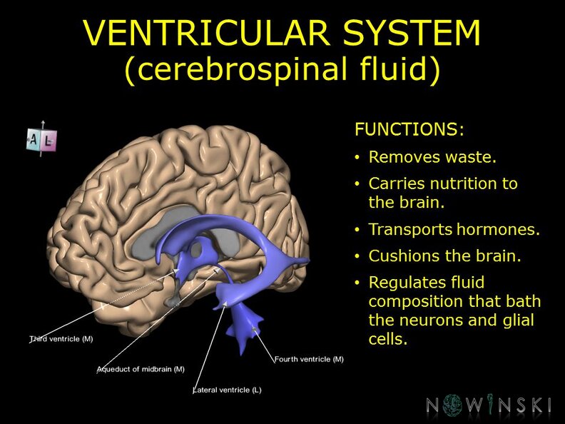 G10.BrainFunction.Ventricular_system.TIF